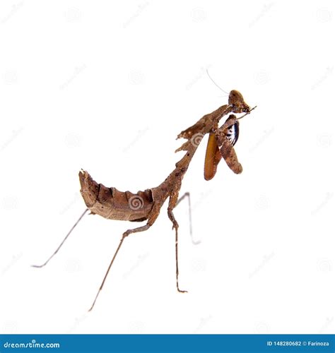 Giant Dead Leaf Mantis, Deroplatys Desiccata On White Stock Photo ...