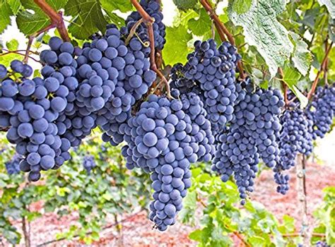 Aiden Gardens Exotic Grape Plant 'Mars' Seedless Blue Grape Plant 1 ...