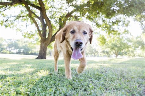 Do Dogs Sweat? - Whole Dog Journal