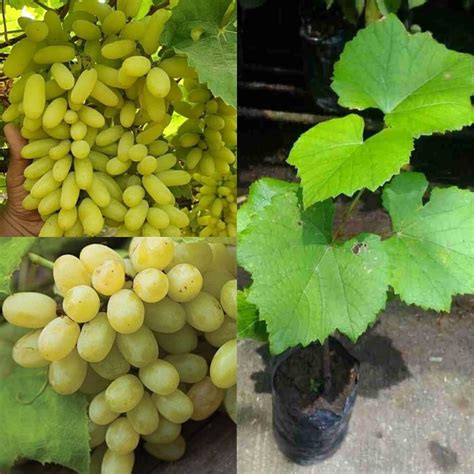 SISA GARDEN Sweet Seedless Grapes | Round Angur | Hybrid Grafted | Live ...