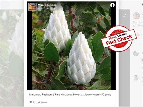 Flowers in viral image are not `Mahameru Pushpam'