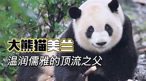 大熊猫美兰 Giant Panda MeiLan 温润儒雅的顶流之父 - YouTube