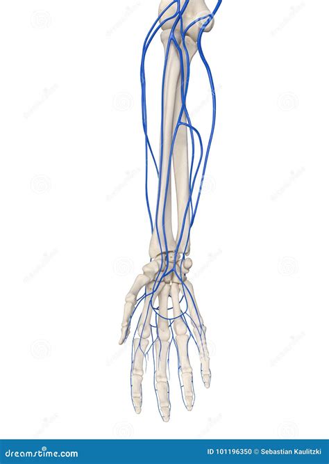 Tus Venas En El Brazo