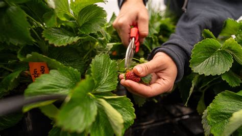 Unlocking secrets of indoor strawberry farming (according to CSU ...