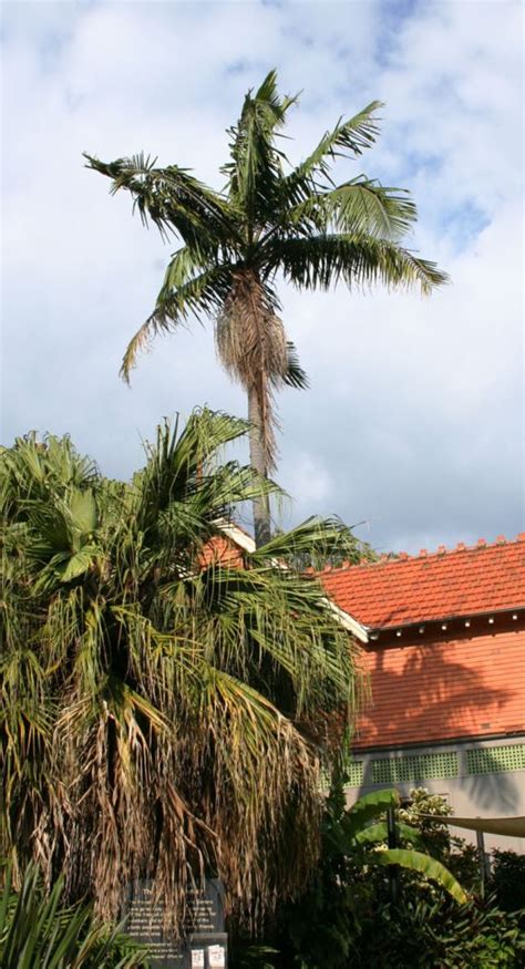 Archontophoenix cunninghamiana - Bangalow Palm, piccabeen palm ...
