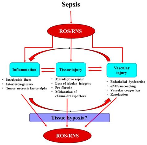 Targeting Oxidative Stress in Septic Acute Kidney Injury: From Theory ...