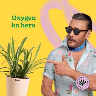 Grow Beauty with Spider Plants| Shop Chlorophytum for Vibrant Spaces ...