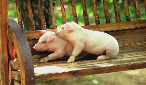 世界上十大最贵的猪排名，中国金华两头乌上榜第九！ - 惠农网