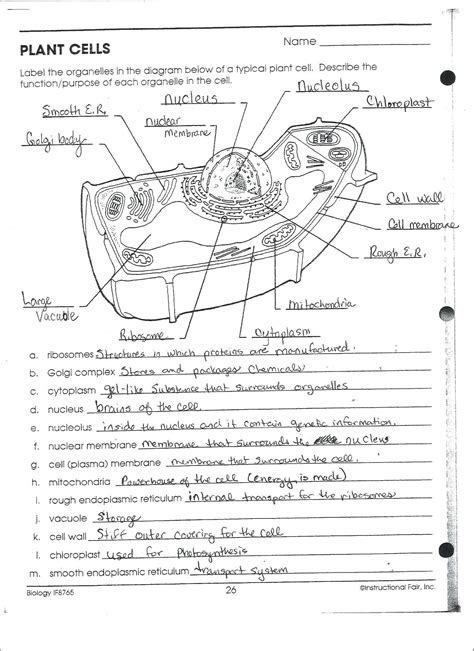 Cells alive worksheet answer key worksheet for education – Artofit