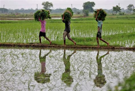 Indian rice export prices near one‑month high on firm rupee; Thai ...