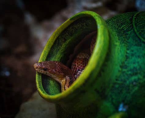 Animal World HTML Template