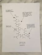 Image result for Oxytocin