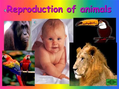 Image result for Reproduction in Animals Practical Video
