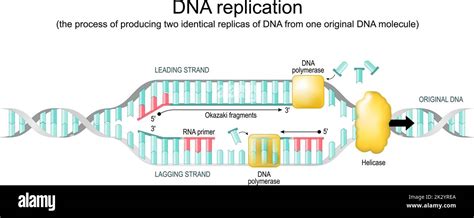 DNA Replication Forks Animation 的图像结果