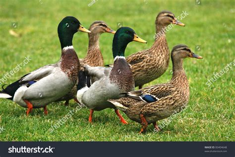 What Is A Group Of Ducks Called Flock at Emily Jenkins blog