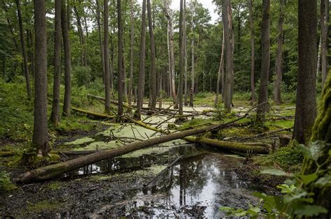 Swamp Biome 的图像结果