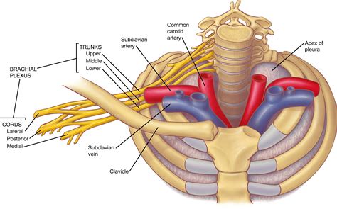 Anatomy of the Thoracic Outlet - Thoracic Surgery Clinics