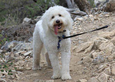 Image result for Cockapoo Haircut Styles