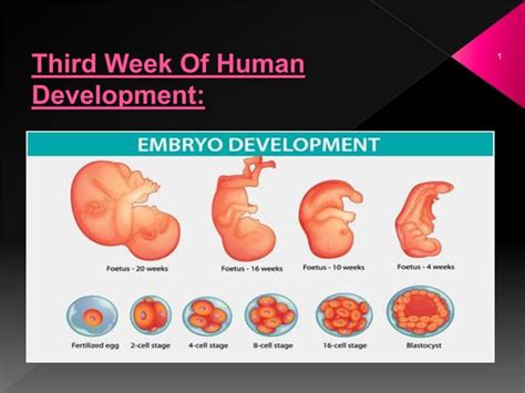 Image result for Third Week of Embryonic Development