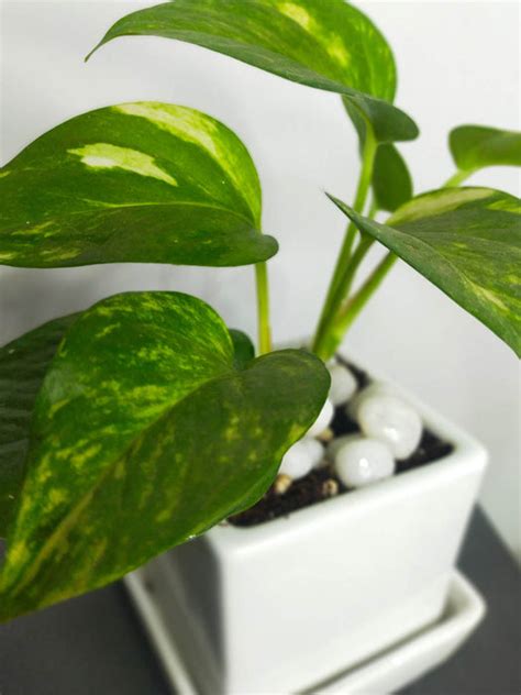 Money Plant in 3.5 inch White Ceramic Pot — Mudfingers