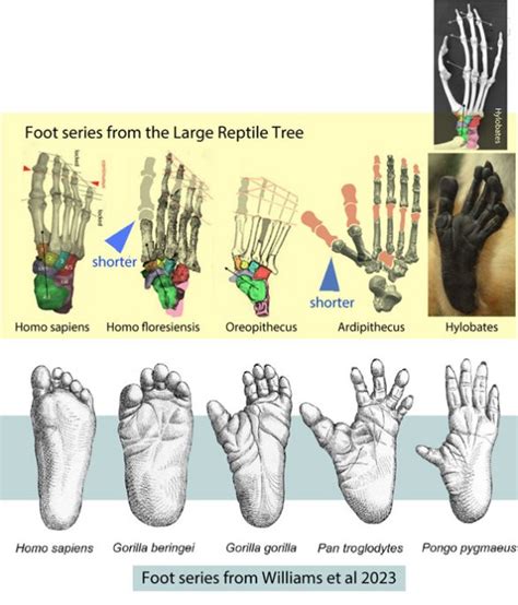 Human Foot Evolution 的图像结果