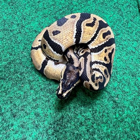 Female Ball Python for sale from the best ball python breeders