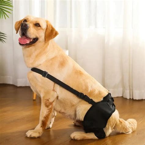 ¿Qué es el ángulo ideal de la pierna trasera en perros?