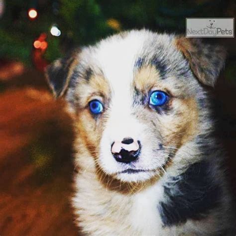 Next Day Pets (@nextdaypets) • Instagram photos and videos