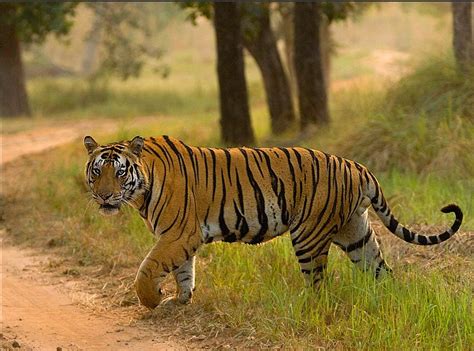 WildTrails Recent Sightings | The One-Stop Destination for all your ...