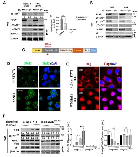 STAT3 Regulates the Type I IFN-Mediated Antiviral Response by ...