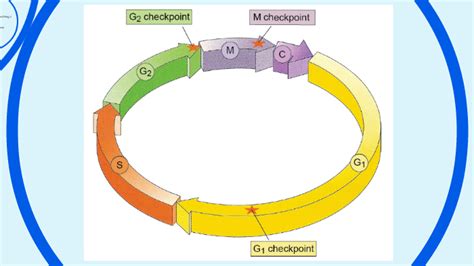 Image result for Cell Cycle Control Systems