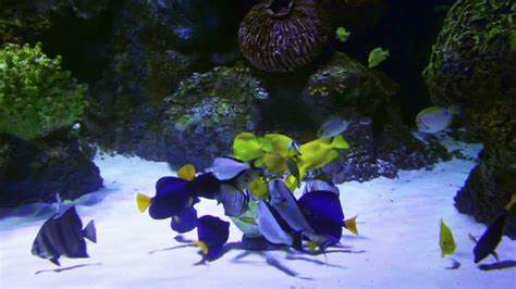 Fish Animation After Effects 的图像结果