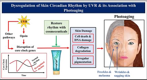 Cosmeceutical Therapy: Engaging the Repercussions of UVR Photoaging on ...