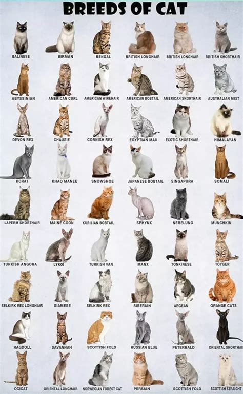 Image result for Computer Worksheet Web Browser
