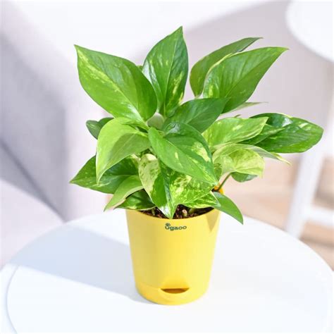 Ugaoo Good Luck Money Plant Variegated With Self Watering Pot : Amazon ...
