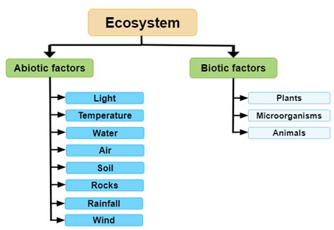 Components of ecosystem — lesson. Science CBSE, Class 10.