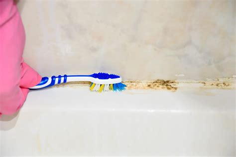 Black Mold In The Shower? Here’s How To Remove It! | Mold Help For You