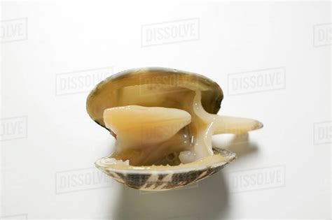 Clam Shell Pattern 的图像结果