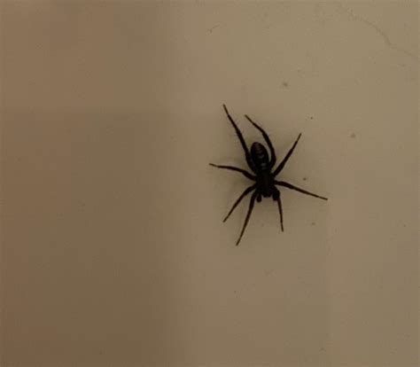 ID please! Tulsa, OK USA : r/spiders