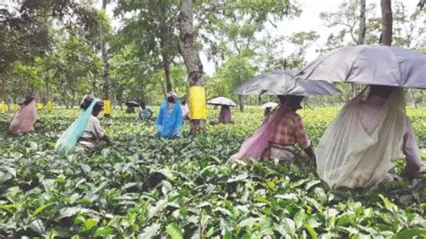 ‘At Rs 250, daily wages of tea garden workers in state higher than Assam’