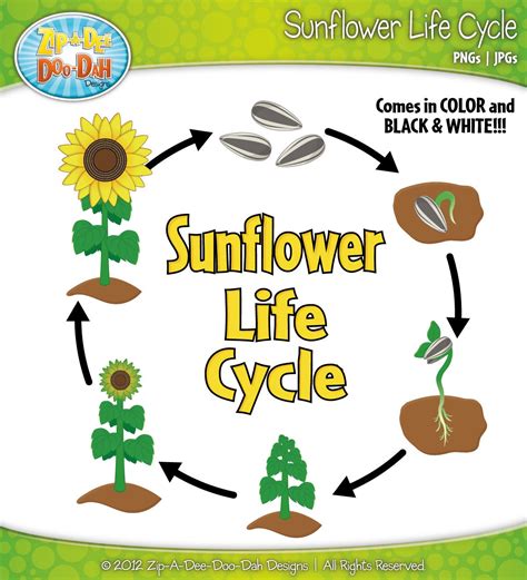 Sunflower Seed Life Cycle at Gladys Burgess blog