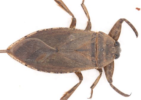 Maryland Biodiversity Project - Giant Water Bug (Lethocerus americanus)