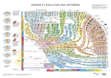 Amazon.in: Buy Atlas des vertebres - poster - origine et evolution des ...