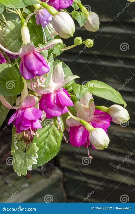 Wonderful hanging fuchsias stock photo. Image of dark - 154433512