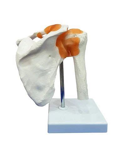 SKELETON , BONES & JOINTS SERIES - Hand Joint Model Trader - Retailer ...