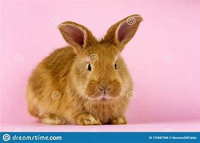 Image result for Fluffle of Baby Bunnies
