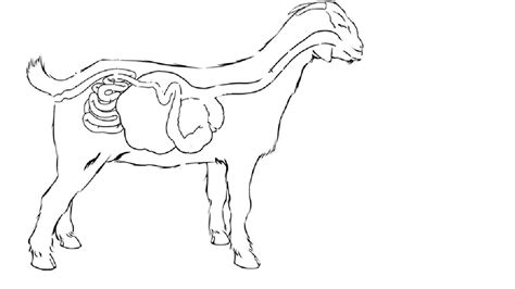 Image result for Goat Digestive System