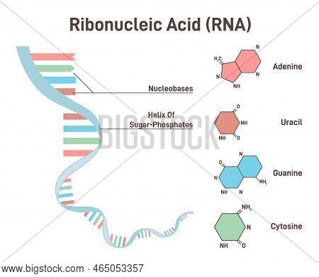 Basic Structure of RNA 的图像结果