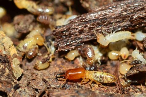 Are Termites Common In Arizona? - Bills Pest Termite Control