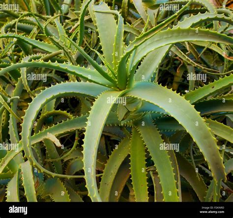 Aloe Vera leaves Stock Photo - Alamy